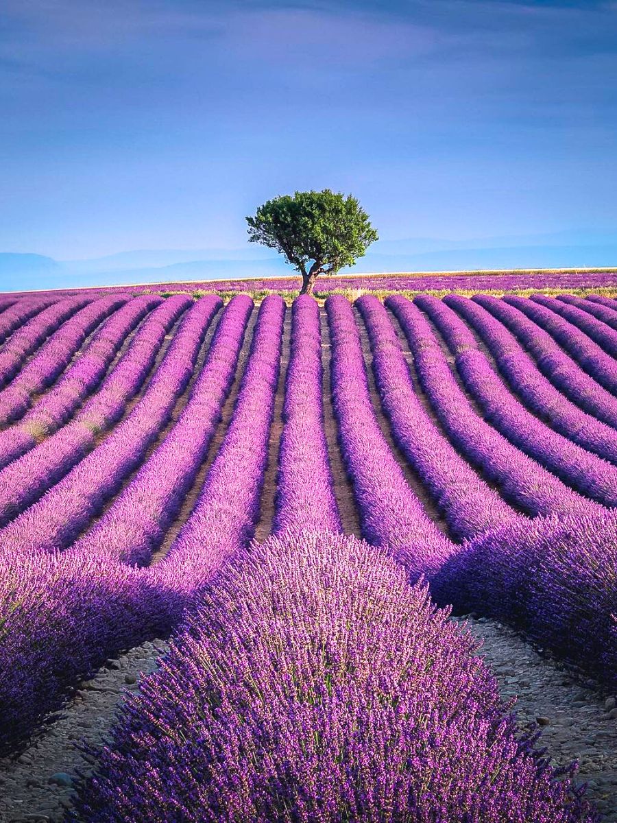 Lavender- potential improvements in sleep, mood, and skin health, as well as anxiety and pain relief.