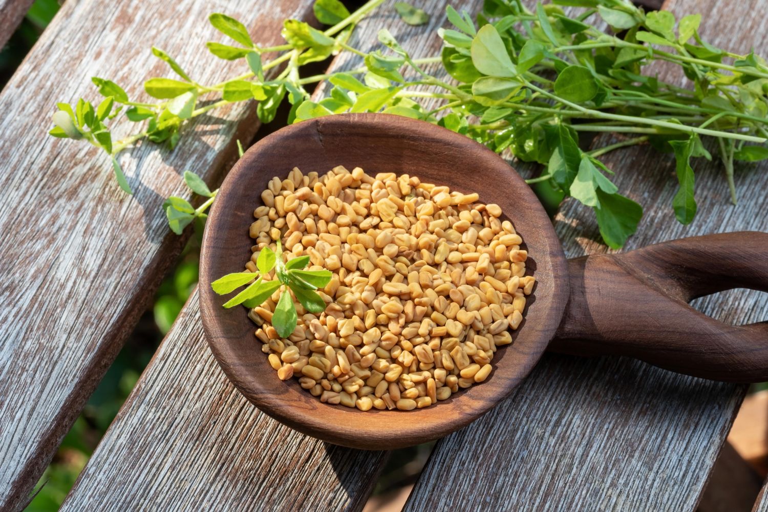 Fenugreek Has been shown to manage diabetes due to its potential to improve blood sugar control and insulin sensitivity
