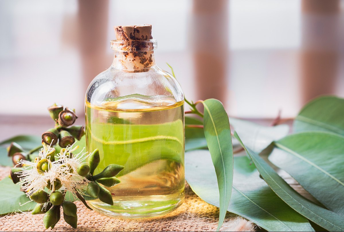 Eucalyptus -respiratory relief, pain reduction, and improved skin health