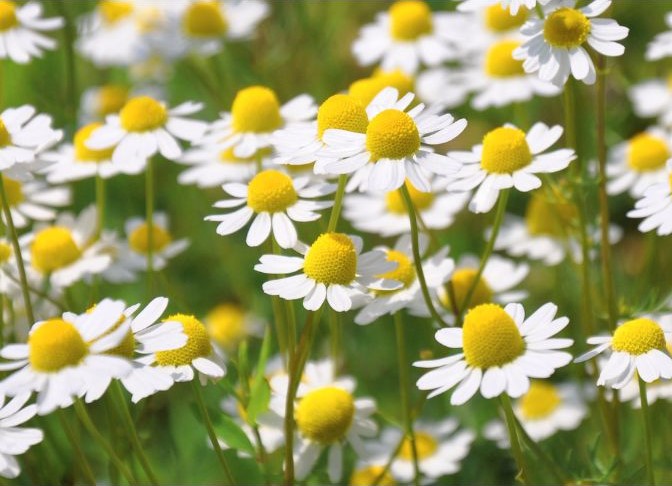 Chamomile- for promoting relaxation and sleep, aiding digestion, and potentially reducing inflammation and blood sugar levels.