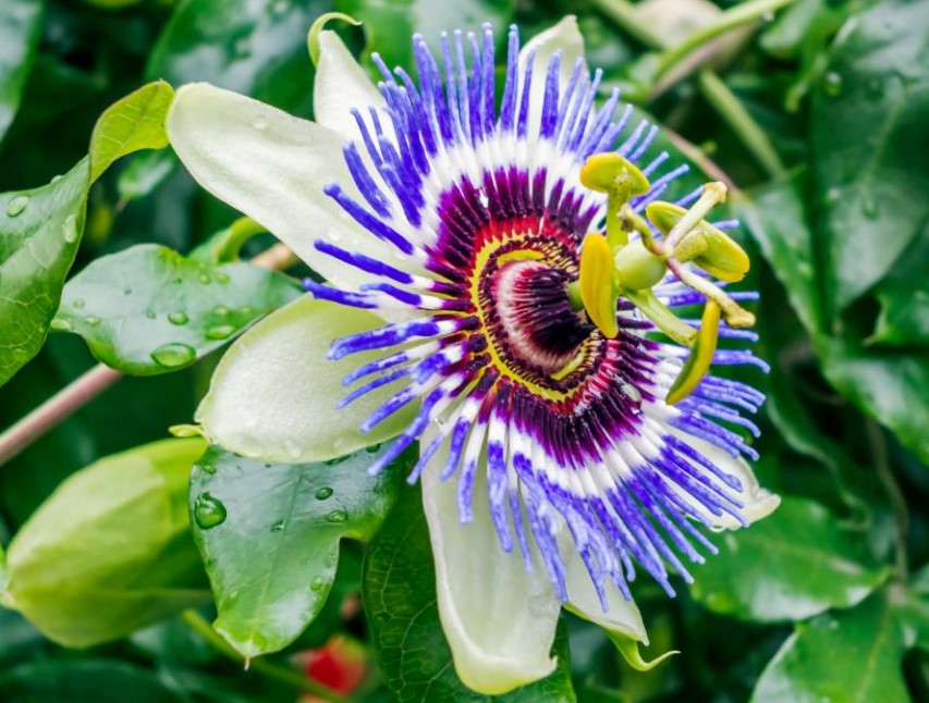 Passion flower - used to treat insomnia, promote healthy sleep, reduce stress and anxiety